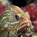 grouper_slender_db_h_0705_png2173.jpg